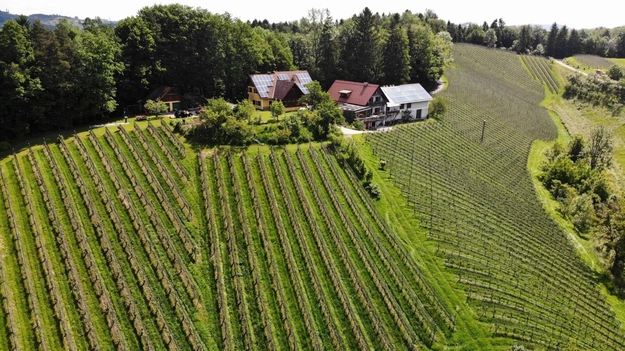Weingut Spitzypeitler Bed and Breakfast Leutschach Εξωτερικό φωτογραφία